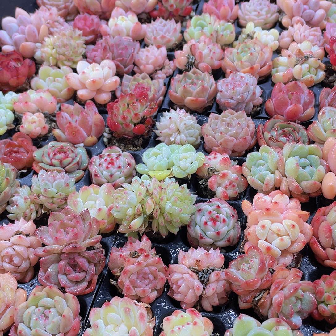 量拍71号 精品小可爱组合20个