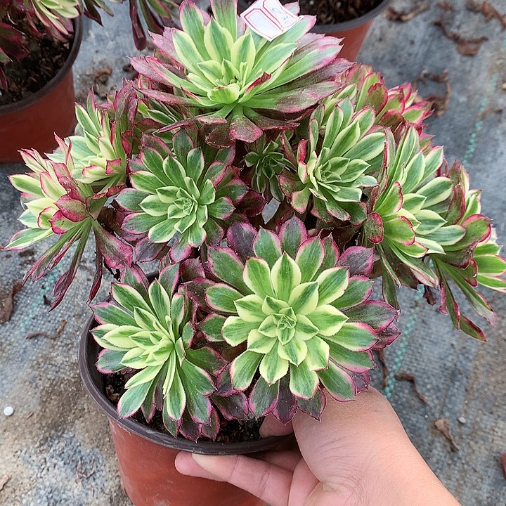 636天和多肉植物