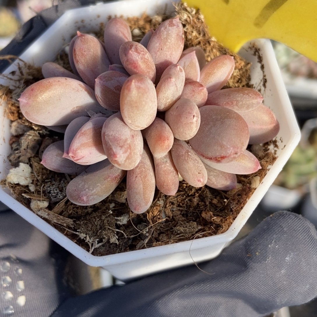 6119灰姑娘多肉植物保护