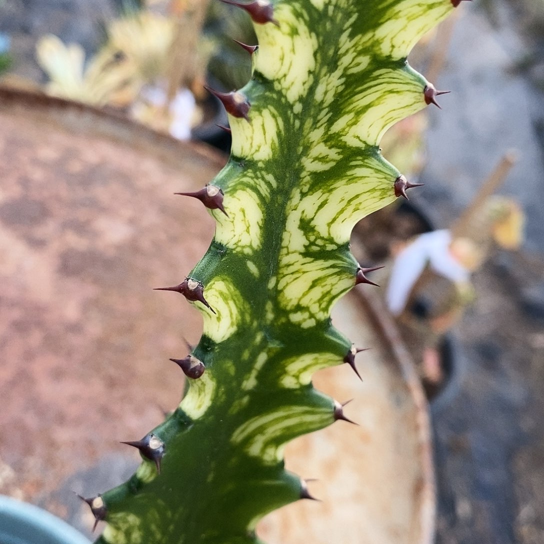 彩蒂锦现砍侧芽。高度15-20公分左右
