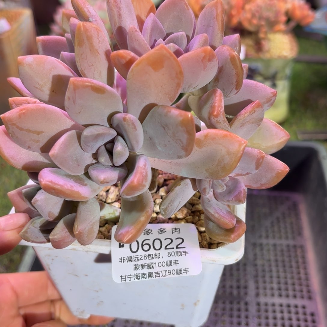 多肉植物06022fft