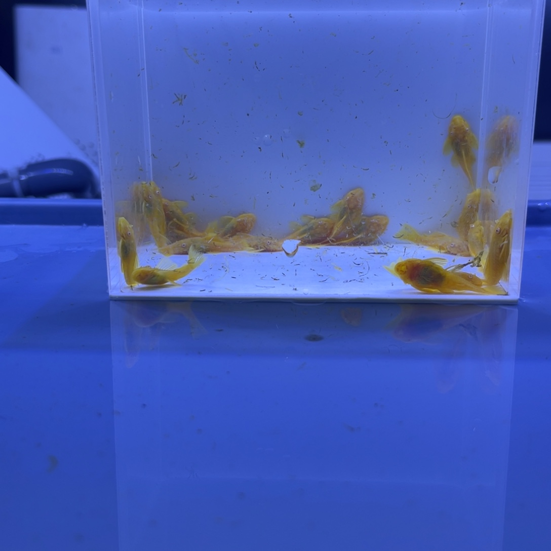 孔雀鱼胡子二十条开箱视频报损