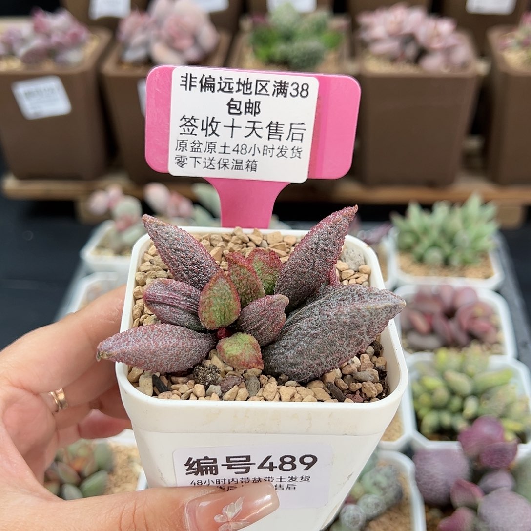 489猪舌多肉植物