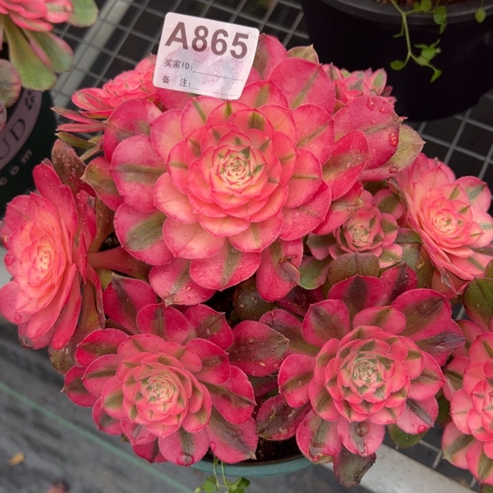 抹*865抹茶20厘米左右