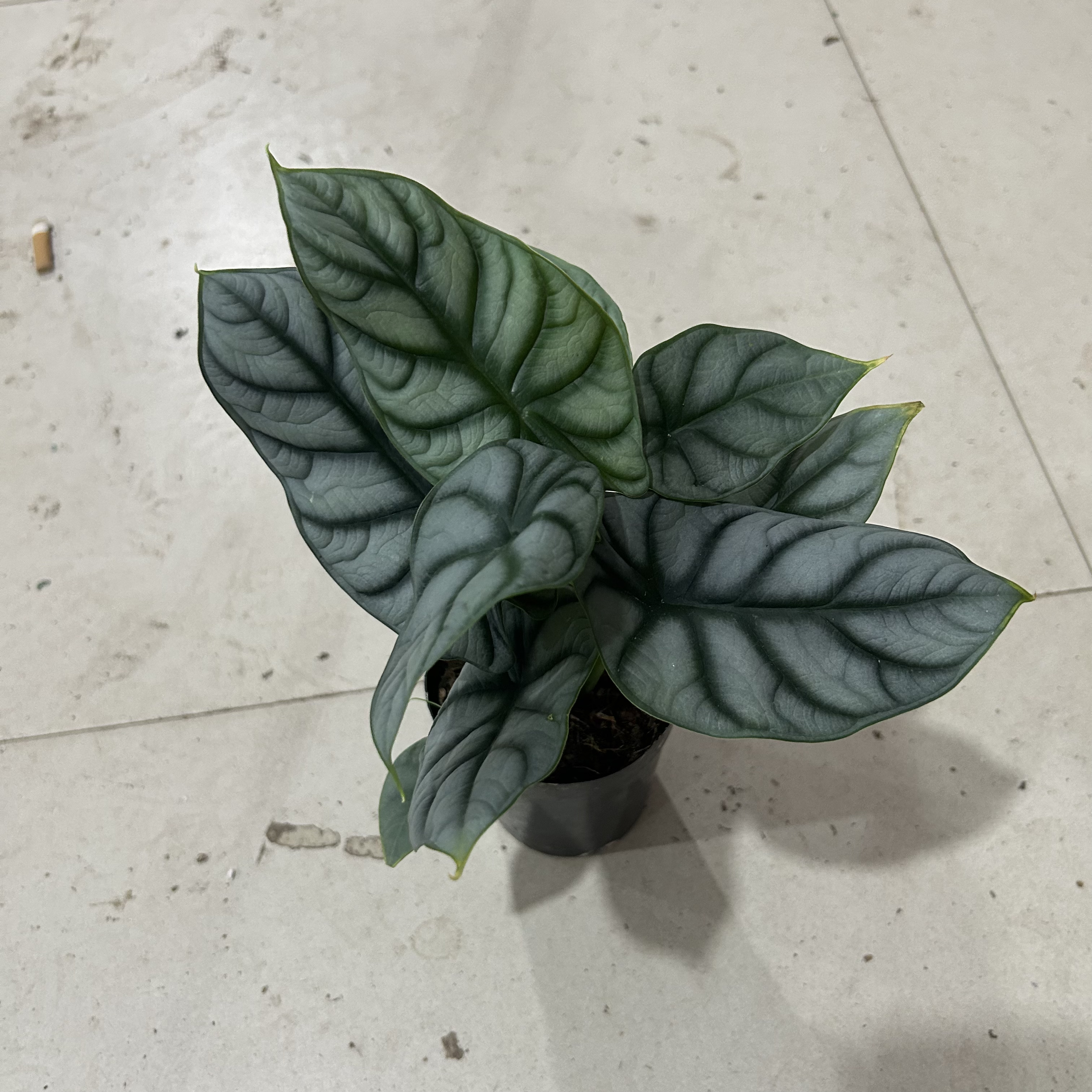 白犀牛盆栽绿植易养   延