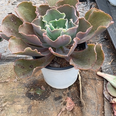 惠***姐A 3 3号包菜系列多肉植物1棵