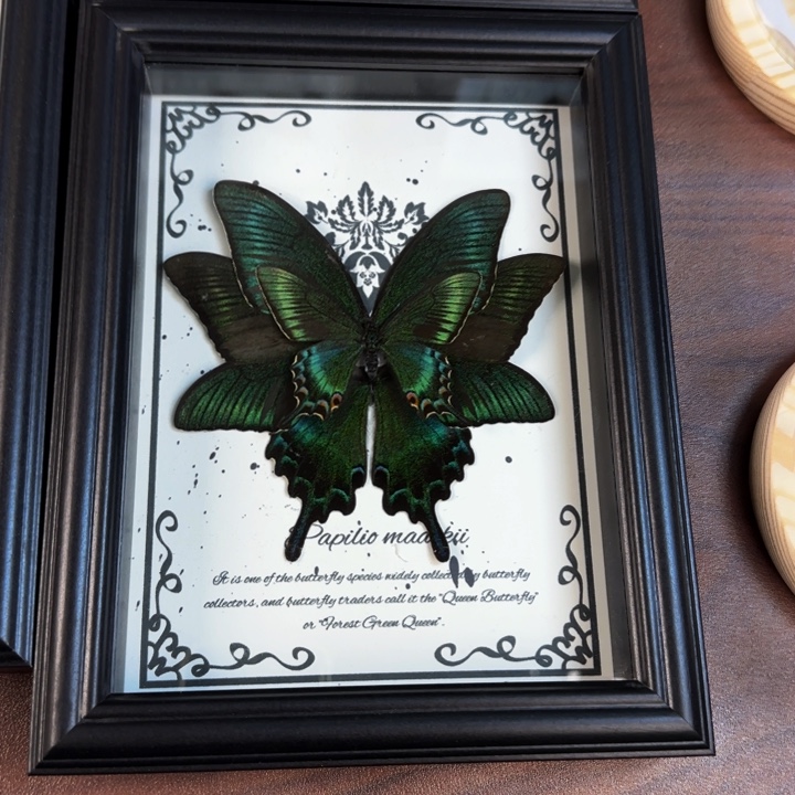 有机玻璃蝴蝶标本蝴蝶标本