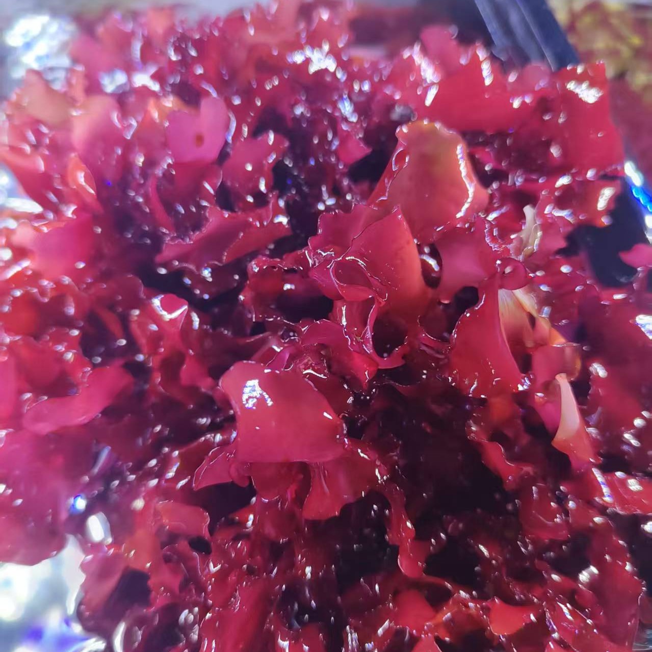 海缸高等藻加勒比气泡藻火焰藻红牡丹藻绿葡萄藻绿羽毛藻新手藻