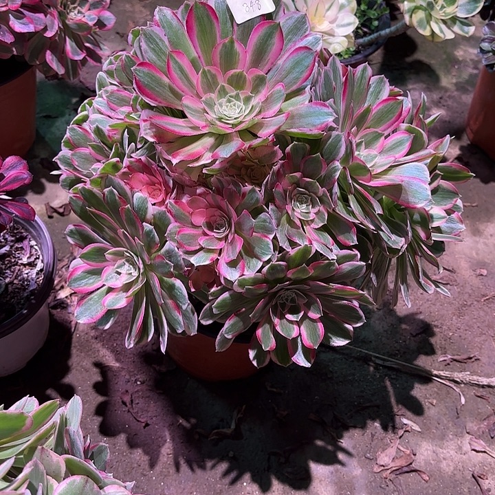 多肉植物孔雀翎00848