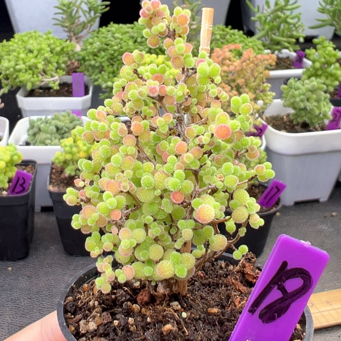 18号彩色蜜橘一物一拍