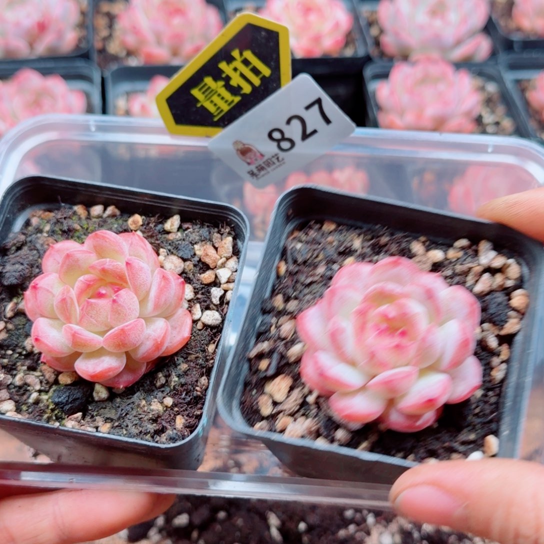 多肉植物多肉植物