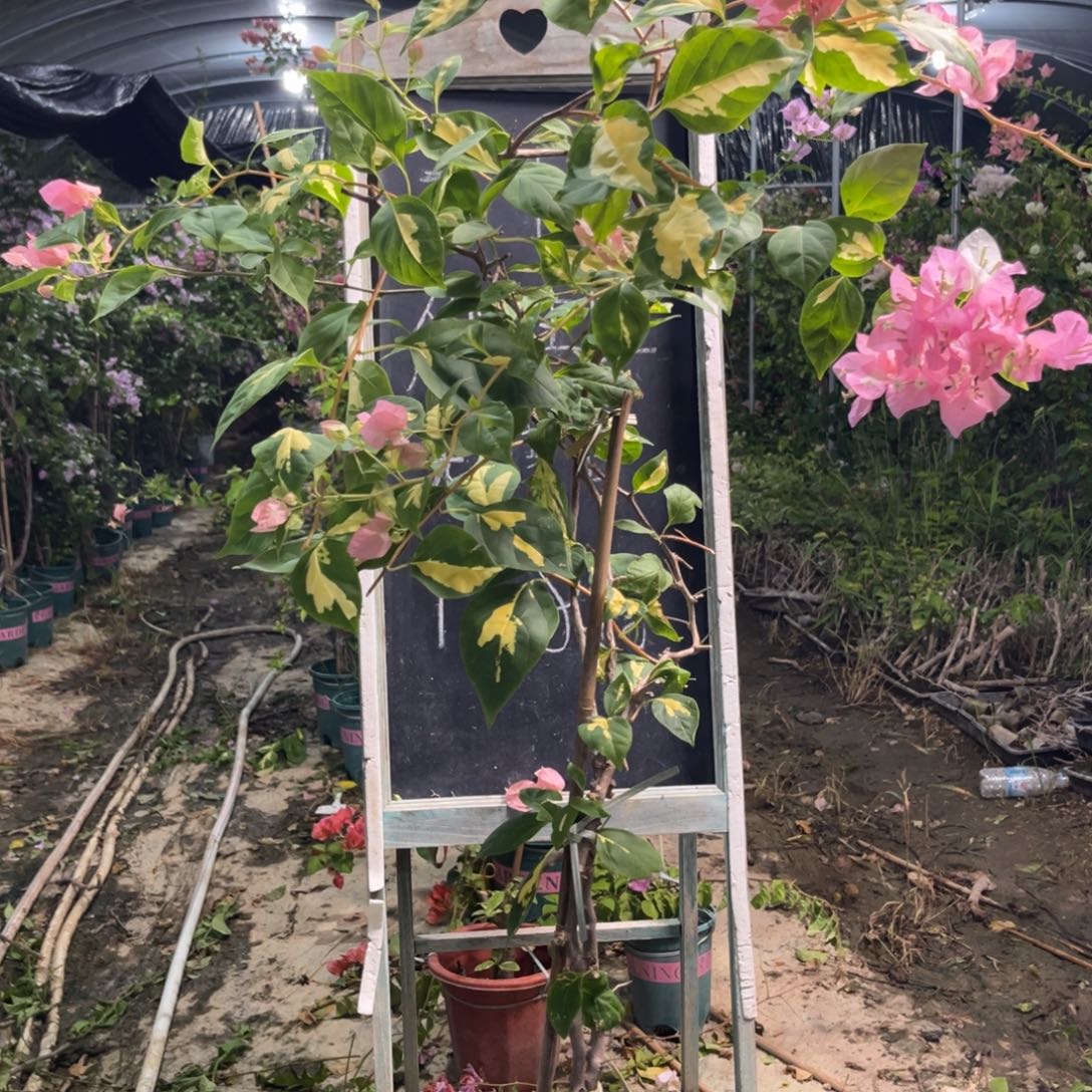 无花朵三角梅三角梅28