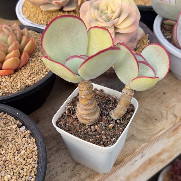 白眉 老桩 夏鸣园艺