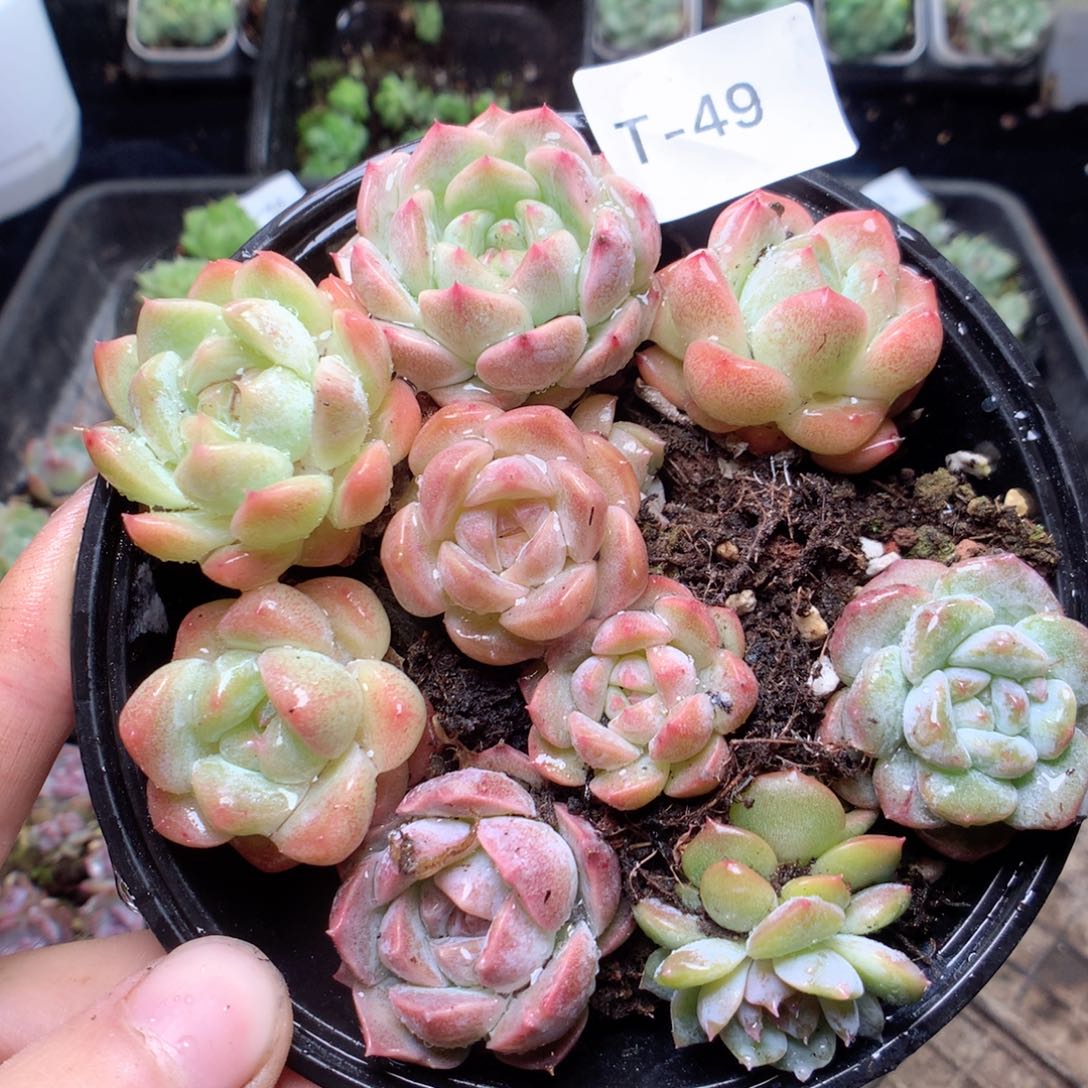 无花朵T49甜心珍妮梦幻泡影yyyyyyy
