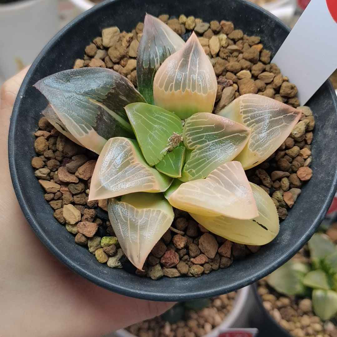 176号实生糊斑克锦一物一拍带盆土发货