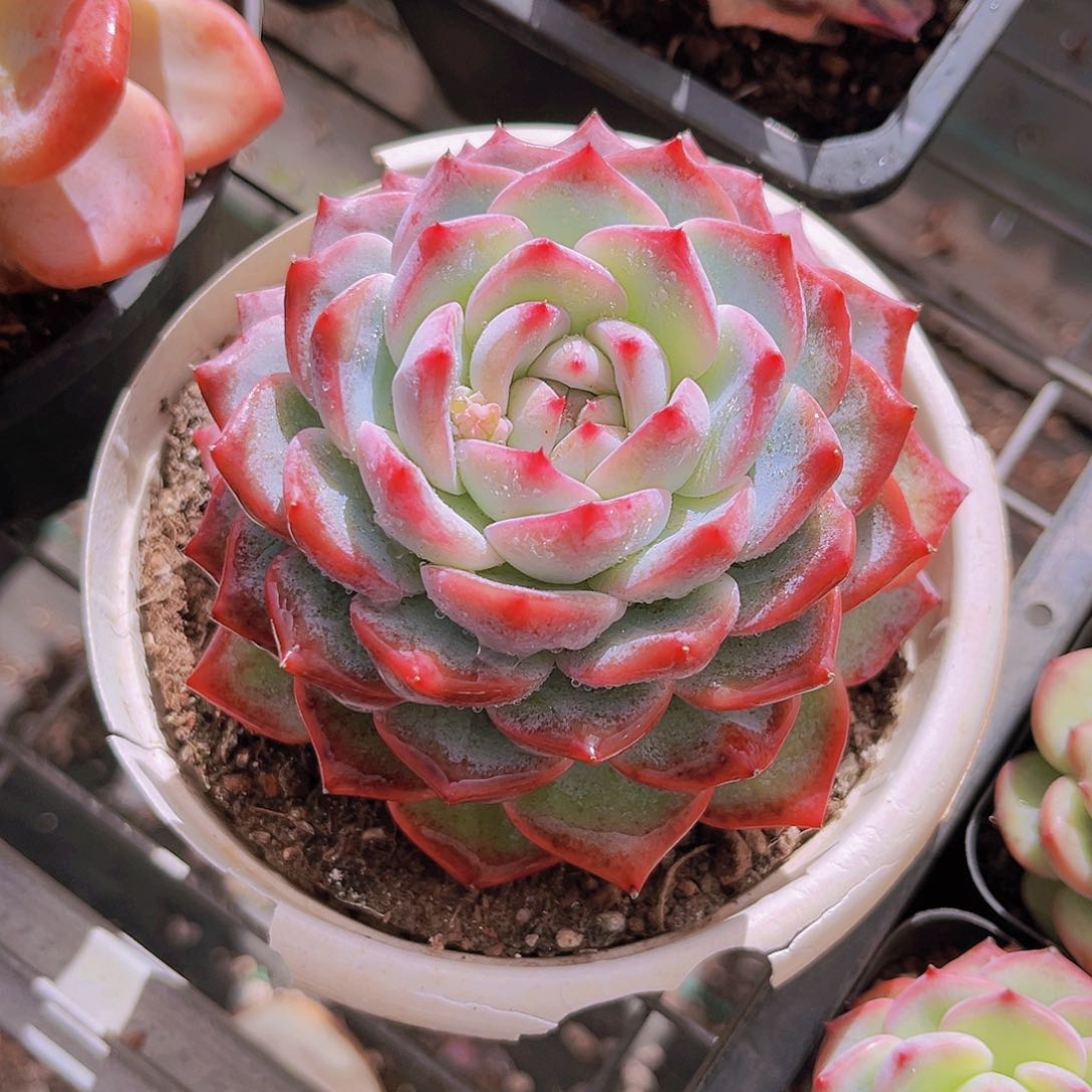 海洋之心10公分吧9999999