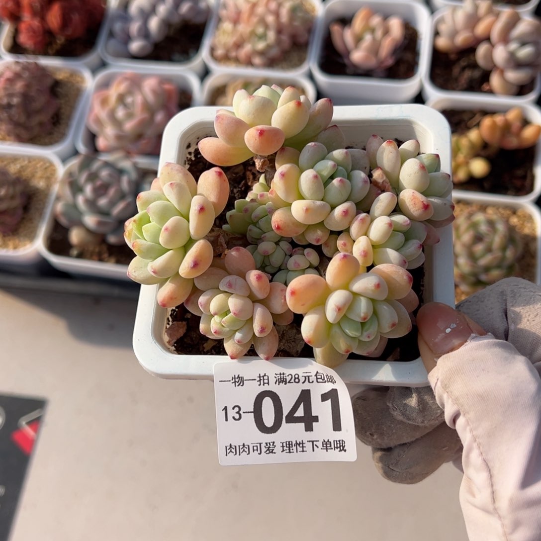 樱花罗绮多肉多肉多肉多肉