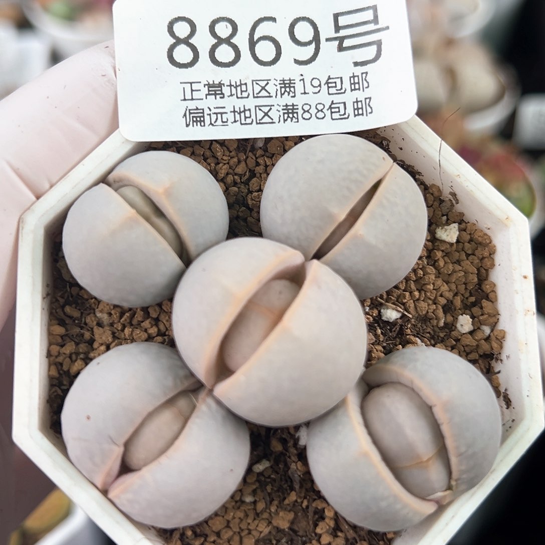 好养易活生石花大母本8869