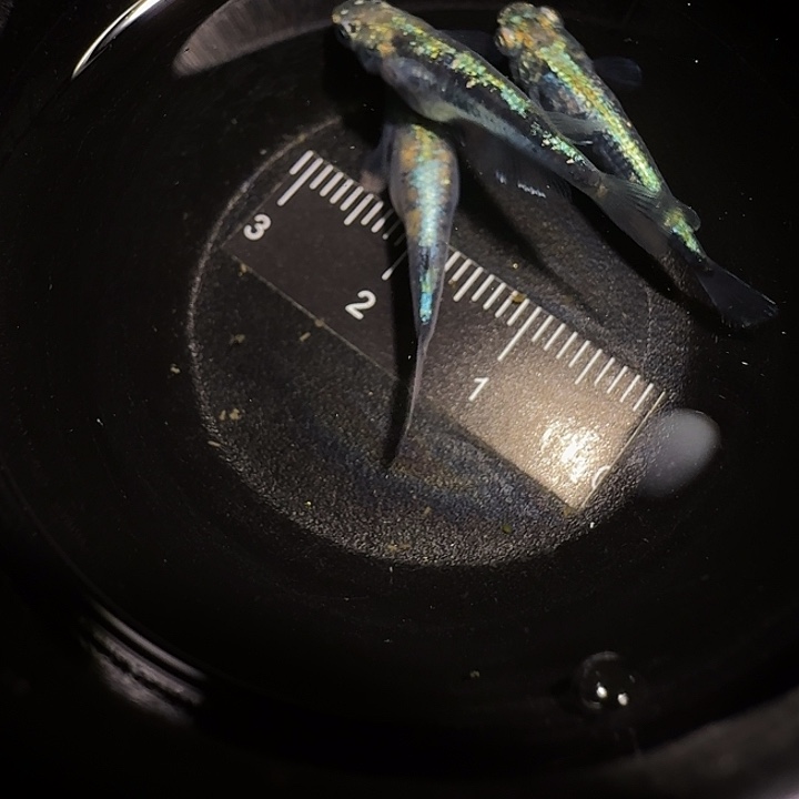 青鳉鱼一物一拍258