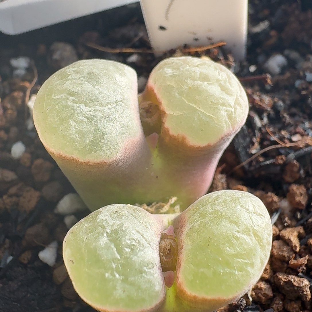 115磁铁风铃玉2头群生