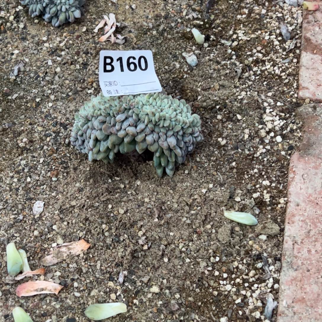 b160多肉多肉多肉一字