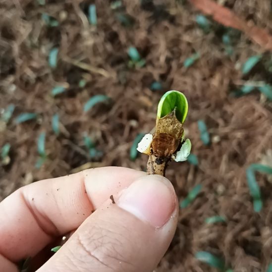 雨***晴无花朵特色花卉君子兰小苗