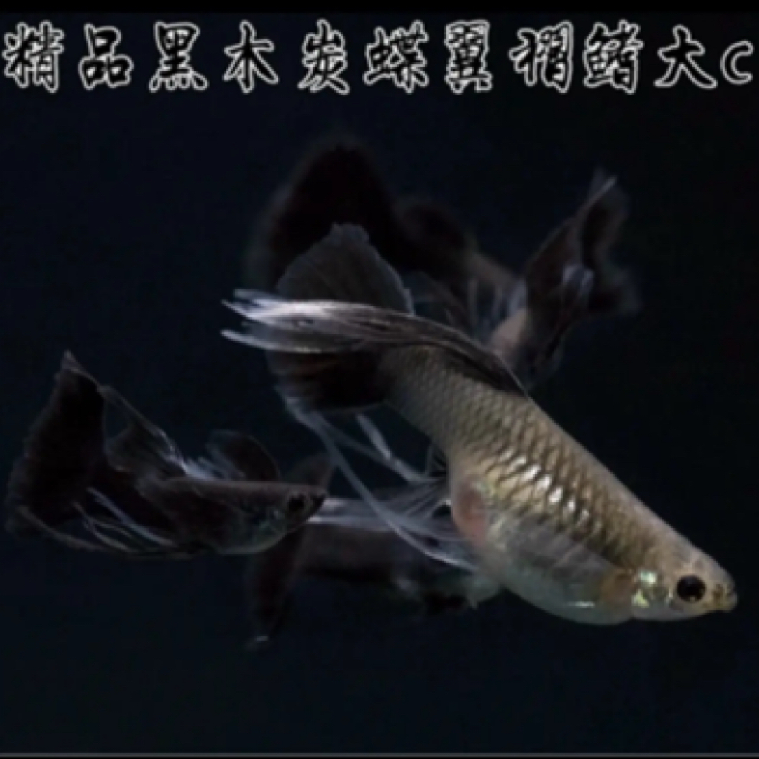 【黑木炭缎带大c】孔雀鱼观赏鱼缎带淡水热带鱼好养耐活
