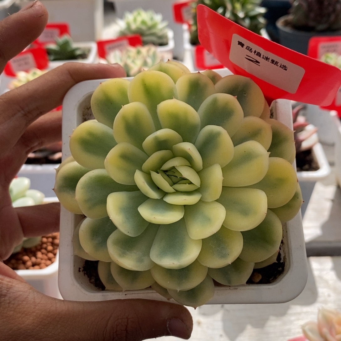 2号草莓冰锦多肉植物