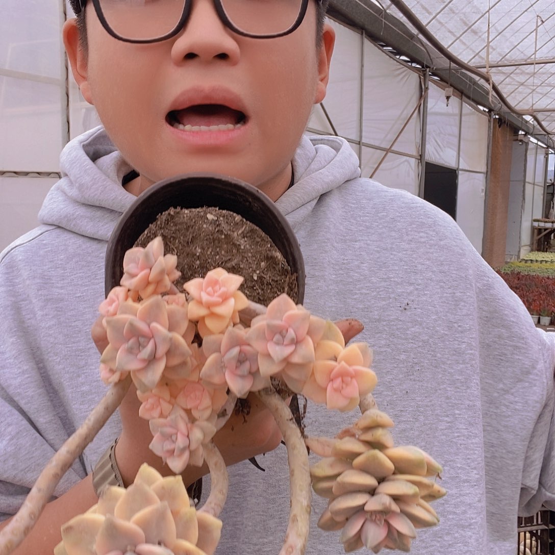 整桩妖桩美杏锦特价