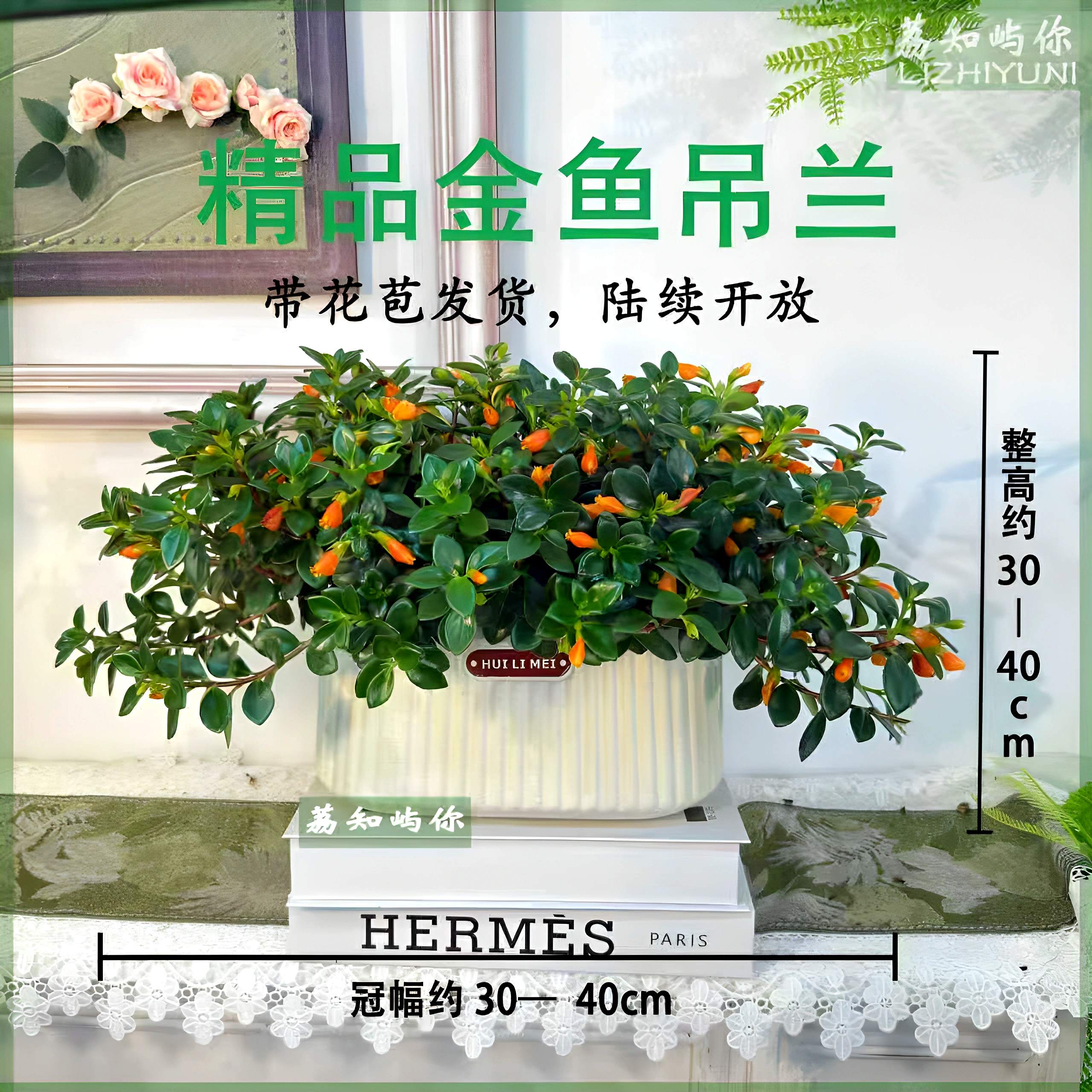 福建基地直营金鱼吊兰室内外植物阳台花期长花卉盆景带小花苞好养