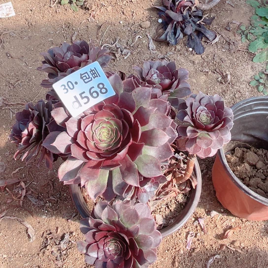 568 红魔多肉法师