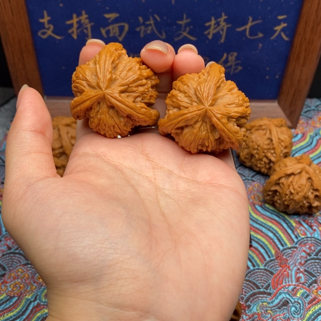 【闪购商品】君**逑白狮