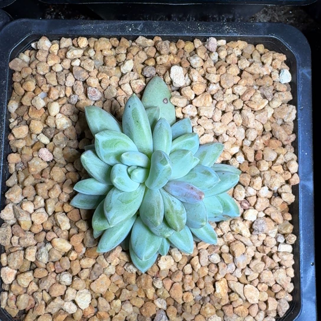 波光 群生 一物一拍