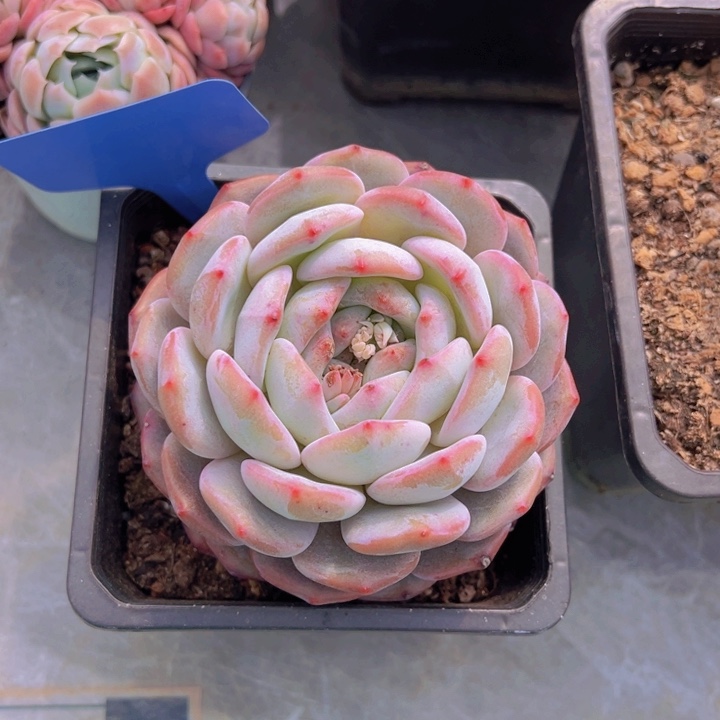 健健康康平平安安