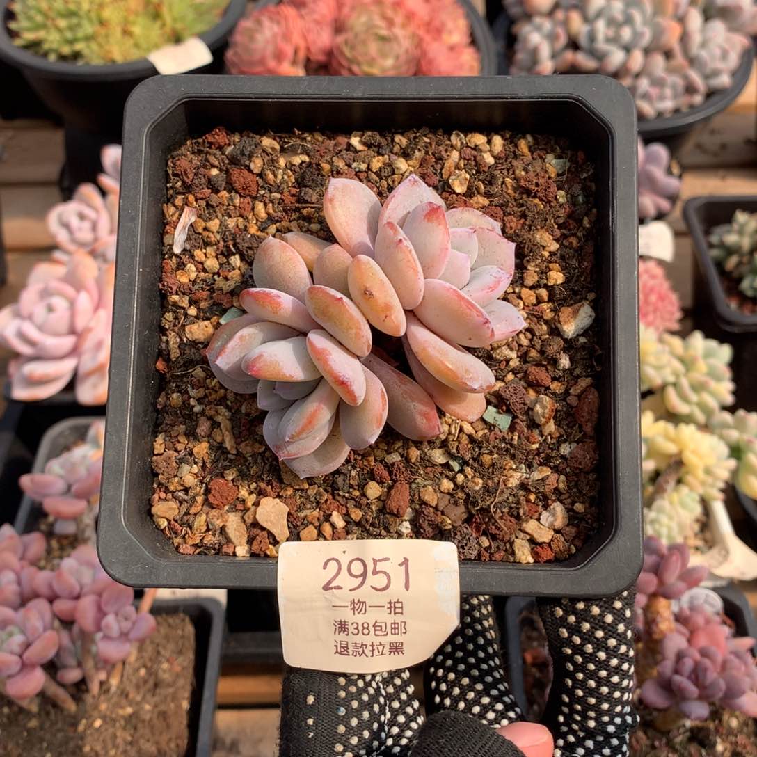 8厘米双头奶茶多肉2951