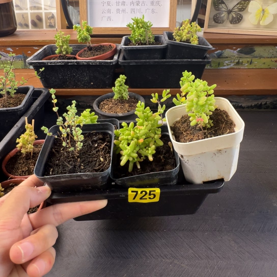 带盆包邮偏远加运费725