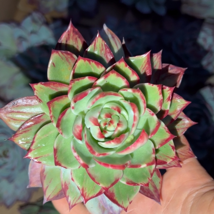 金***哩多肉植物金朵哩发货11111111