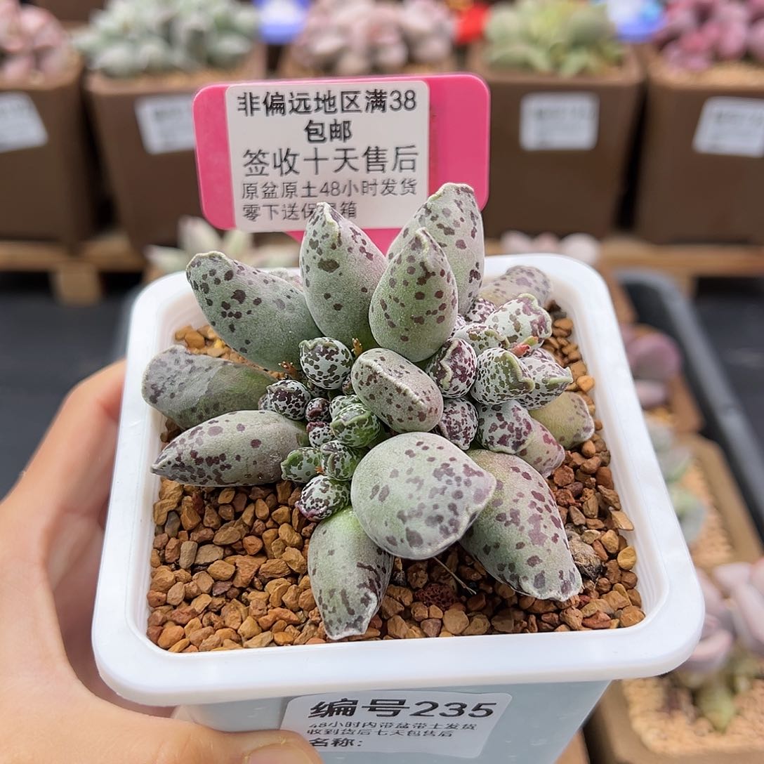 235白肌海豹多肉