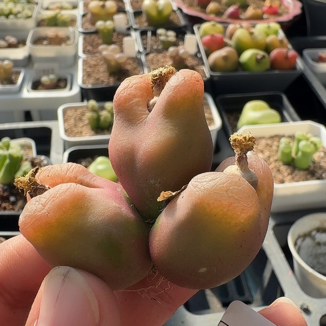 079三头毛汉尼2厘米20包邮