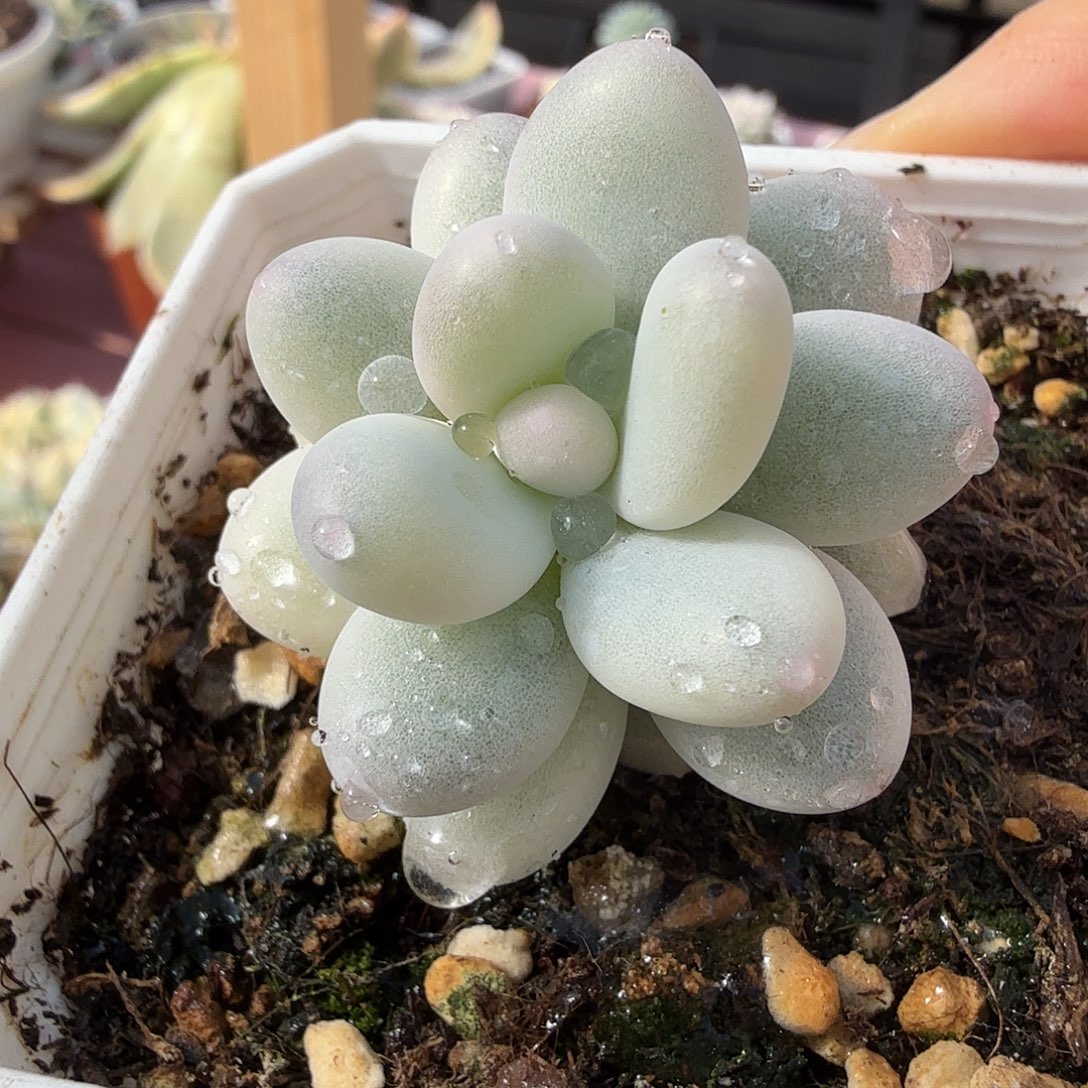 奶酪锦，多肉植物。