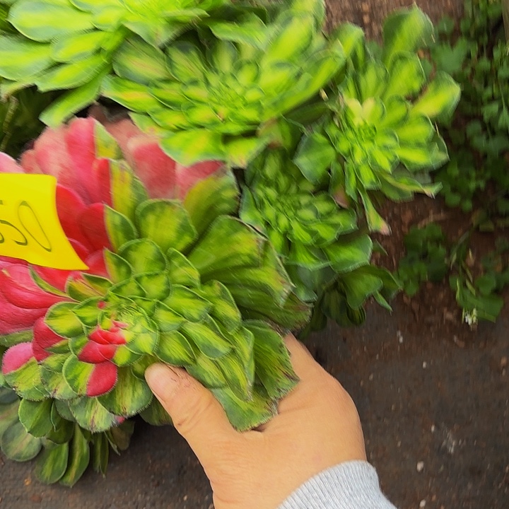 多肉植物福利来850个