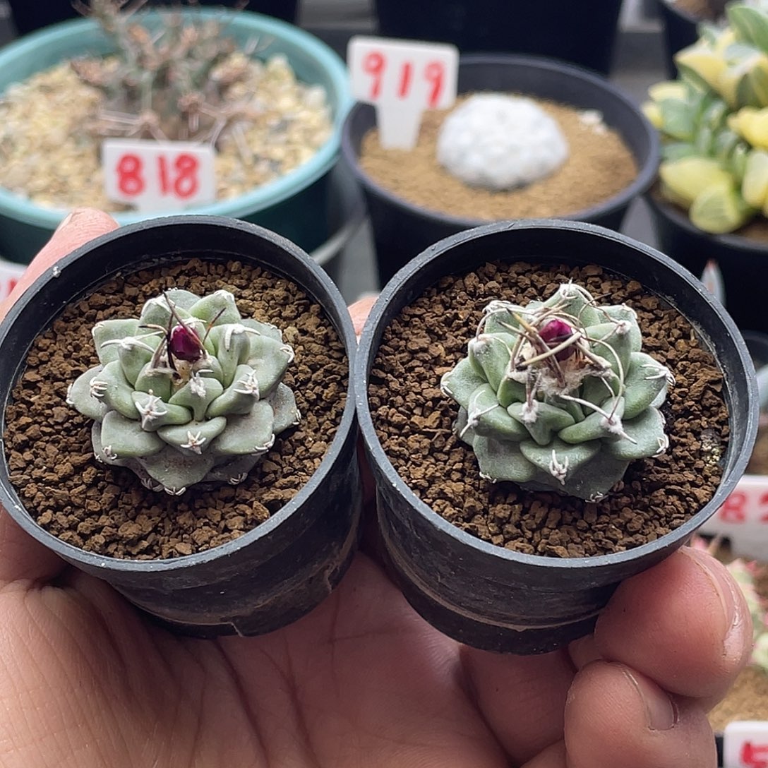 实生2颗大尤赤花娇丽 带花苞包邮