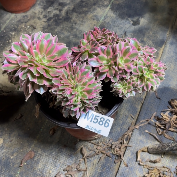 瑞妈，，。。。。。586女巫缀，有断，