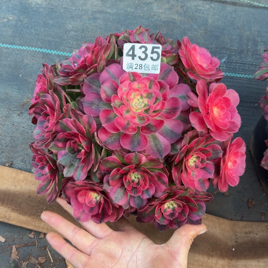 草***丁多肉植物435荔枝的