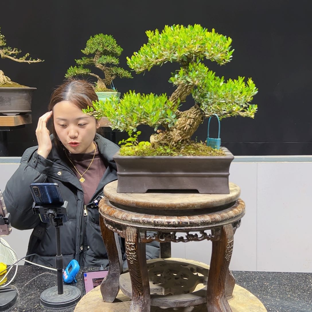 黄杨盆景老桩四季长青