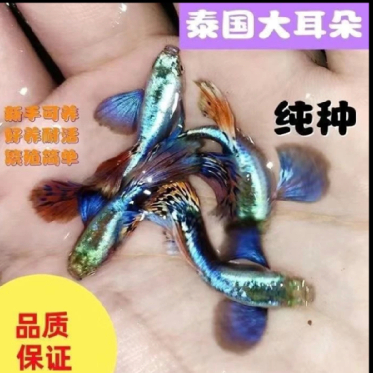 精品泰系银背象耳马赛克种鱼（入缸后不包损）