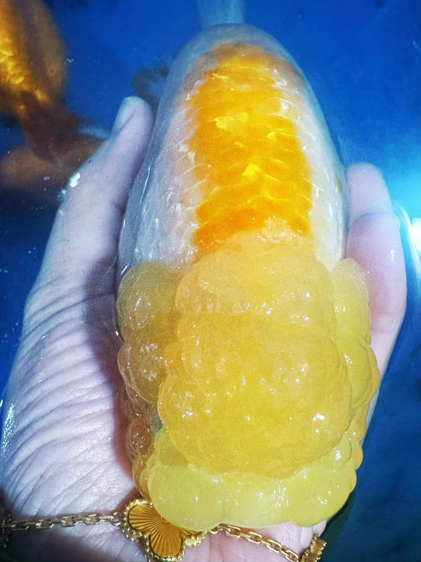 福州兰寿金鱼观赏鱼