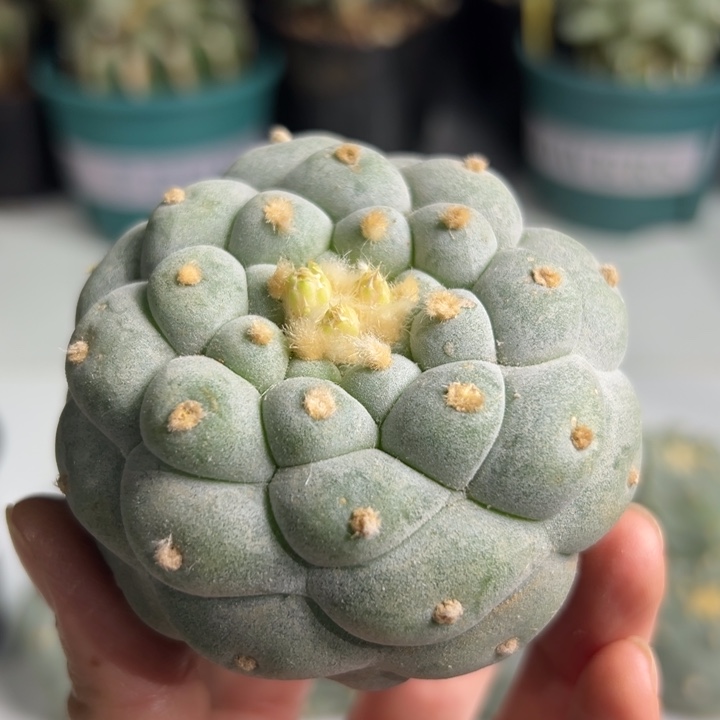 437  可帮发根可发货