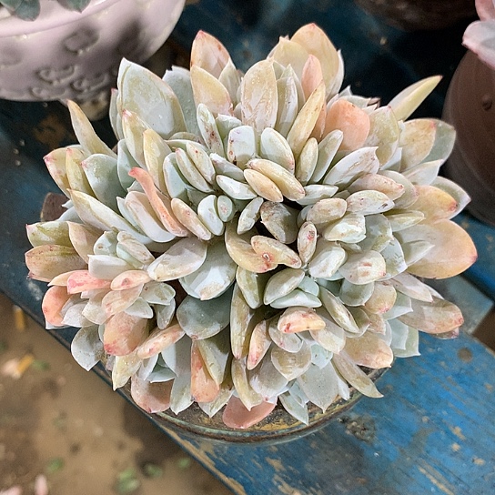 雪特朵朵缀一体无砍