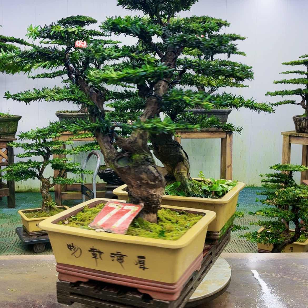 【闪购商品】无花朵